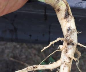 This tiny clubroot gall on a canola plant will have no effect on seed yield this year but will release spores for future infection.