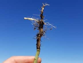 small clubroot galls on a canola root