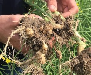 clubroot galls on canola roots