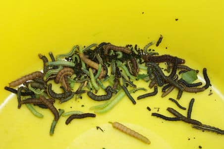 various stages of bertha armyworm