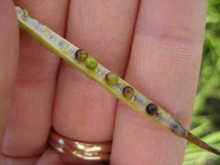 Seeds in this pod would be counted as colour changed.