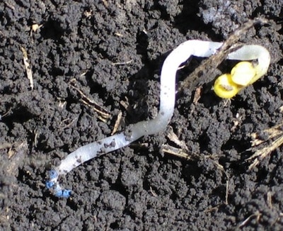 The bent top on this seedling indicates crusting trouble.