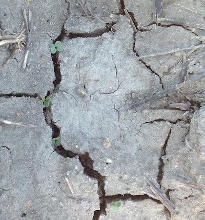 Only the few lucky seedlings that happened to be under a crack made it through this crust.