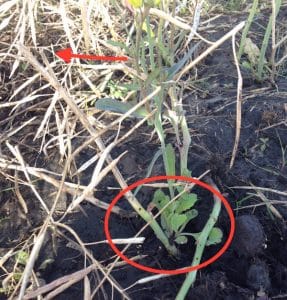Cut canola plants (see red arrow for cut) are starting to regrow (see area in circle). Credit: Justine Cornelsen