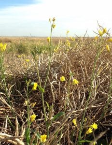 Regrowth in swaths cannot be sprayed. Credit: Justine Cornelsen