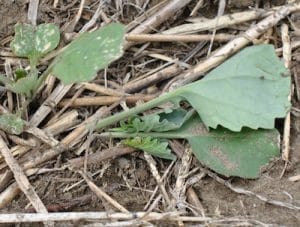 Cutworms clipped this plant. The investigation included digging to discover cutworms present and observation of the plant damage, which looked like biting not rotting.