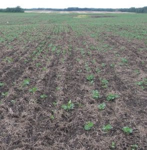 Cutworm feeding can take out seedlings before they emerge.