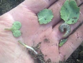 cutworm and its damage