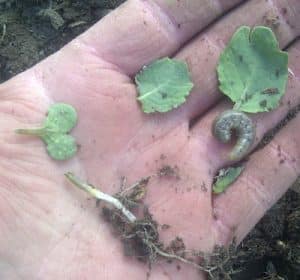 cutworm and its damage