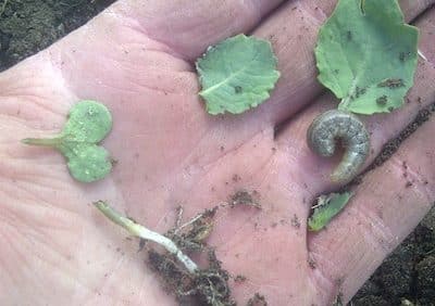 cutworm and its damage