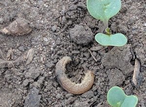 A dead cutworm. This field was treated with Lumiderm seed treatment, which provides protection from cutworms. Credit: Gregory Sekulic