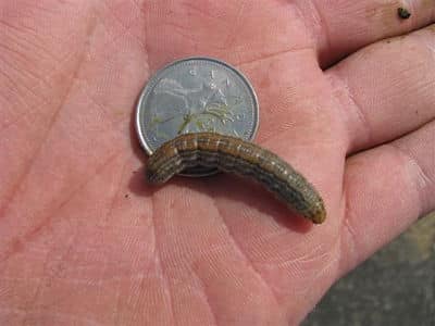 Cutworm_opt