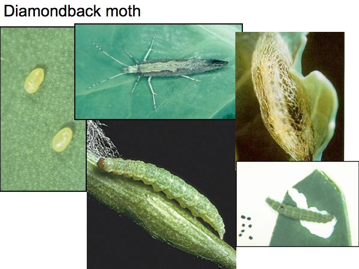Diamondback moth Hartley