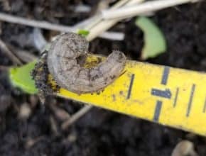 Dingy cutworm