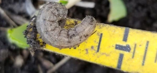 Dingy cutworm