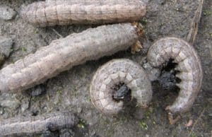 DingyCutwormsFromSunflowerField_opt Dingy cutworms