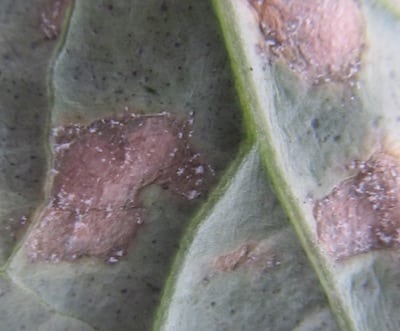 Downy mildew will show white fungal growths on the underside of leaves. Source: Holly Derksen, MAFRI