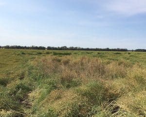 Check pre-mature ripening areas for diseases, digging up roots to look for galls. Credit: Dan Orchard