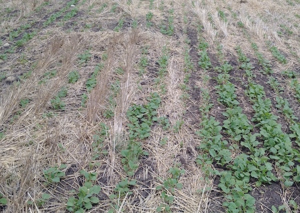 This plant population looks pretty good but residue distribution seems to be an issue. Credit: Angela Brackenreed