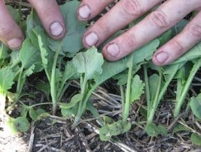 even canola plant emergence