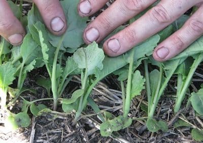 even canola plant emergence