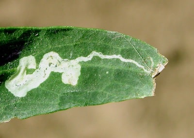 Fig 6 DBM leaf mine2_Knodel Ent Dept NDSU