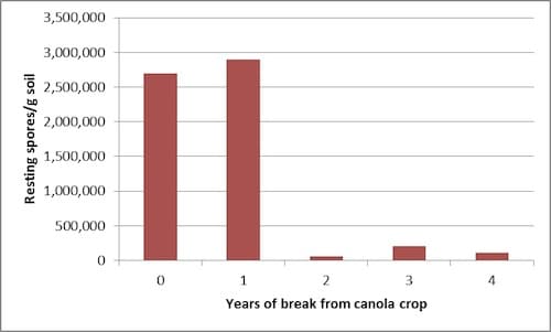 Figure 2. Concentration of P. brassicae resting spores in varying canola rotations in Normandin, Quebec from 2009 to 2013. Source: Gary Peng, AAFC