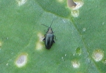 Crucifer flea beetle populations are building but they aren't to blame for all damage. 