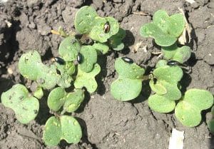 Crucifer and striped flea beetles are feeding together in this crop. Credit: Brent Wiebe