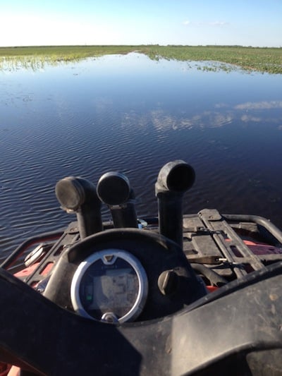Flooded canola near Brandon, Manitoba.