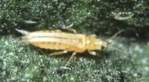 Another view of western flower thrips. Credit: Marilyn Steiner, Alberta Innovates