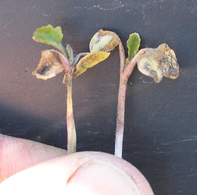 Frost damage to cotyledon
