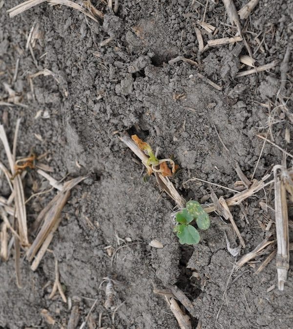 This photo has it all: A frost damaged seedling, flea beetle feeding on the survivor and clear evidence of dry soils. Credit: Amanda Wuchner