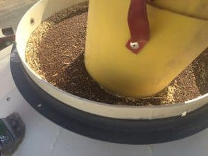 Full bin of canola. Credit: Brad Walter, Washington State