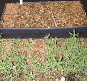 Both of these trays were seeded with kochia and then sprayed with glyphosate after emergence. The difference: The tray in front was seeded with glyphosate-resistant kochia seeds. Eric Johnson from AAFC and Ken Sapsford from U of S had these trays at their CanoLAB station.