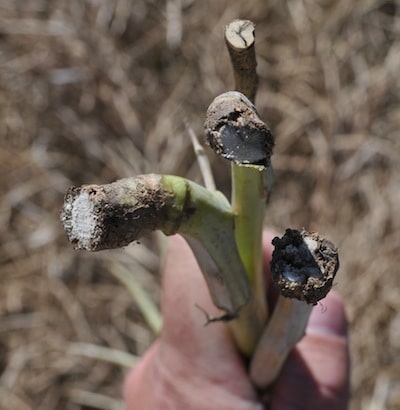 Blackleg basal stem cankers create a woody appearance, and when you cut the stem open, you'll find blackened tissue inside the stem.