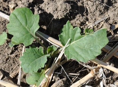 Gopher damage to canola leaves. Farming Smarter staff have been trapping gophers at the Lethbridge UCC site to keep damage to a minimum.