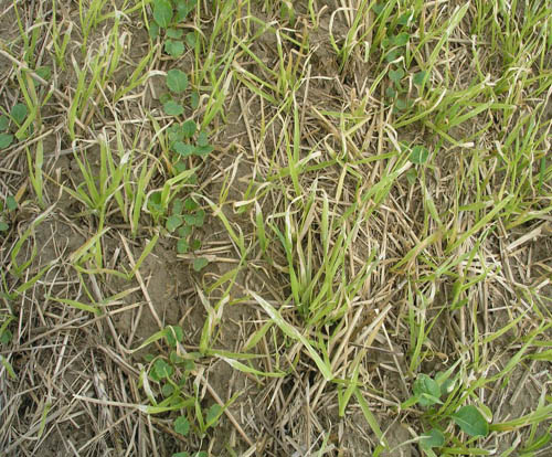 Grass weeds in LL close
