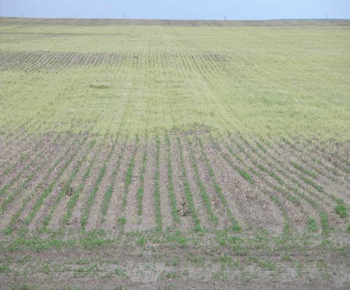 Grass weeds in this canola field (above and below) in 2011 should have been hit pre-seed.