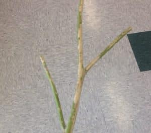 Grasshoppers stripped this canola bare in a field near Medstead, SK. But while this looks dramatic, just a few plants were damaged and spraying was not required. Photo credit: Amanda Wuchner