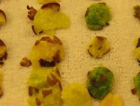 Green canola seeds