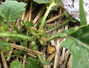 Group 2 herbicide carryover damage