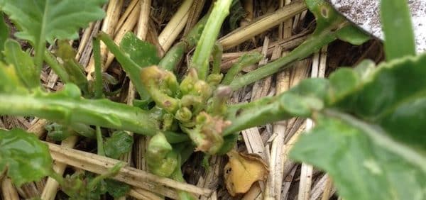 Group 2 herbicide carryover damage