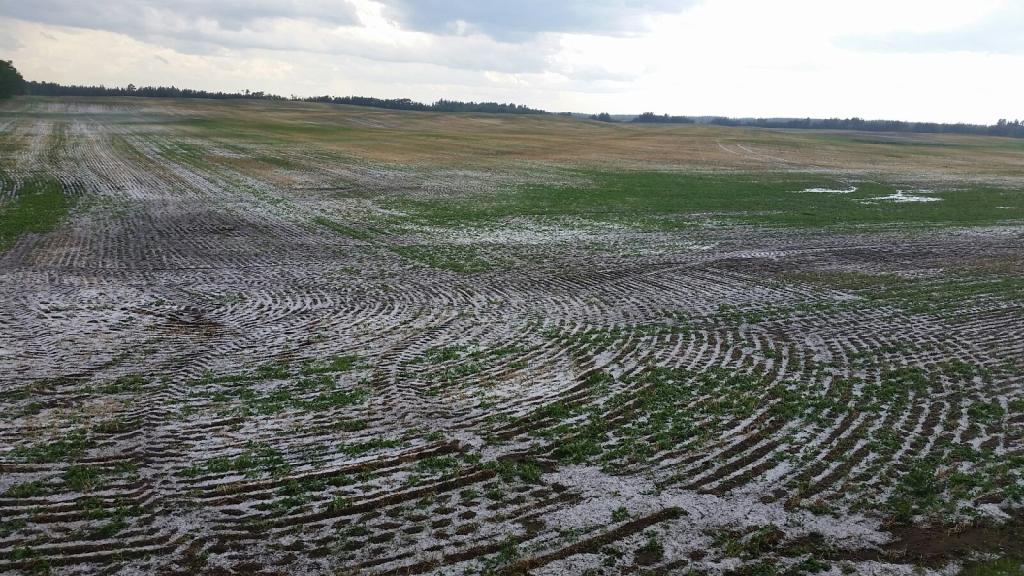 Hail on canola, June 21, 2015. Credit: Val Katerenchuk