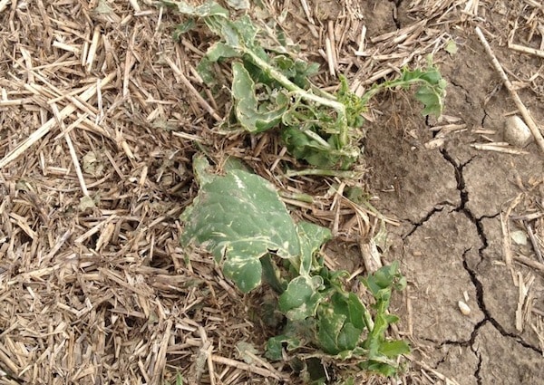 Hail damage. Credit: Beth Trueman