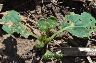 Heavy damage to the first and second true leaves may warrant immediate action if the flea beetles are still present in high numbers. Source: Brian Hall
