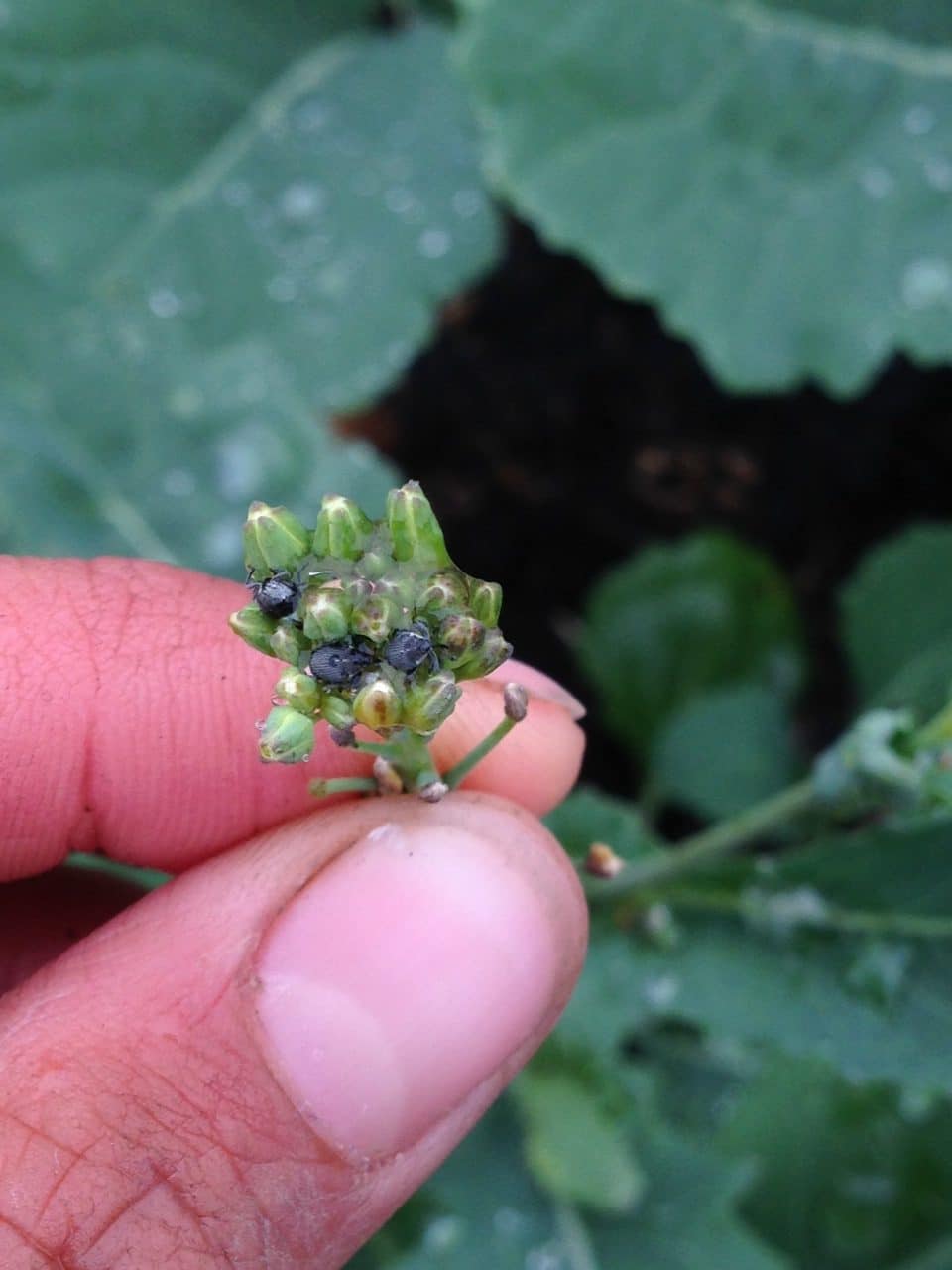 Cabbage seedpod weevils can arrive early, but this is still too early to spray.