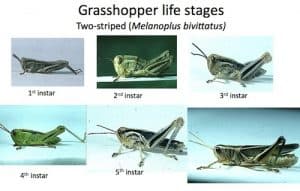 Immature Grasshoppers Hartley small