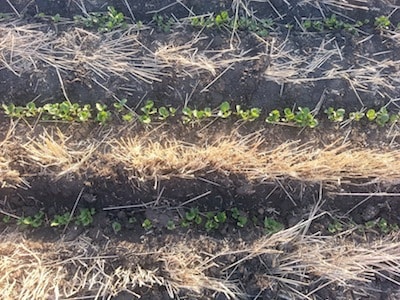Very good seed establishment at Indian Head.