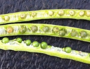 Seeds in the top two pods were immature and will not survive the frost. Seeds in the bottom pod may have green locked in by frost.